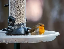 Karmniki dla ptaków – Ucieczka do ptasiego raju w Twoim własnym podwórku